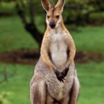 wallaby, rednecked wallaby, australia-2389791.jpg