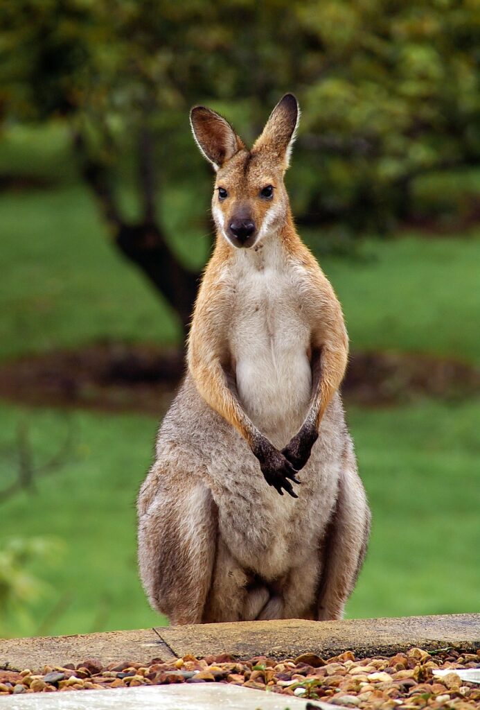 wallaby, rednecked wallaby, australia-2389791.jpg