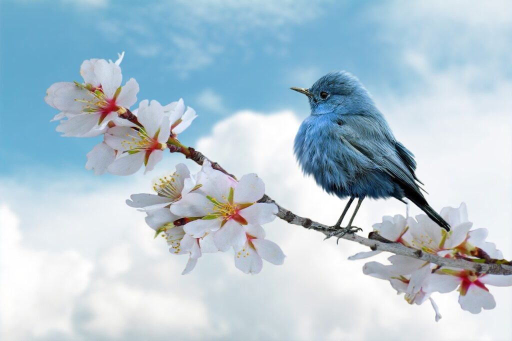 bird, blue, clouds-8788491.jpg