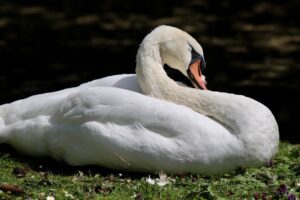 mute swan, nature, white swan-8965489.jpg