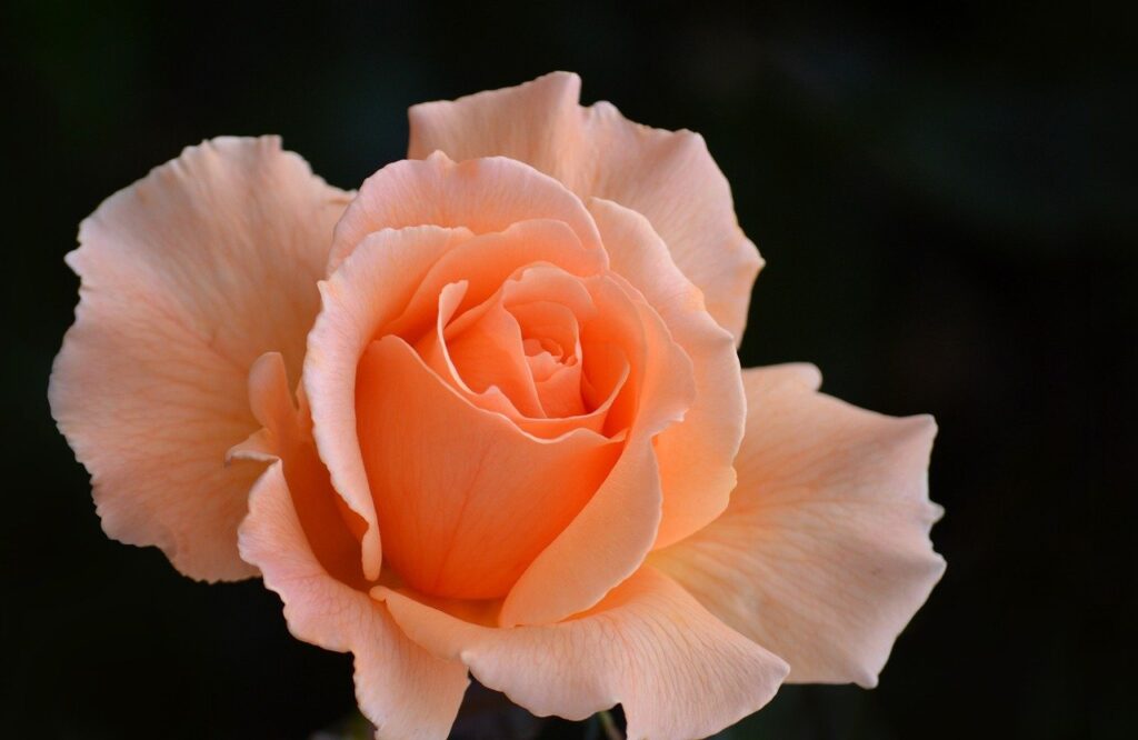 rose, noble, apricot-8971535.jpg